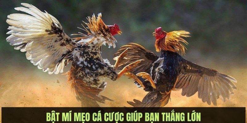 da ga 23win chien thuat ca cuoc Bật mí chiến thuật cá cược giúp kê thủ mang về thắng lớn