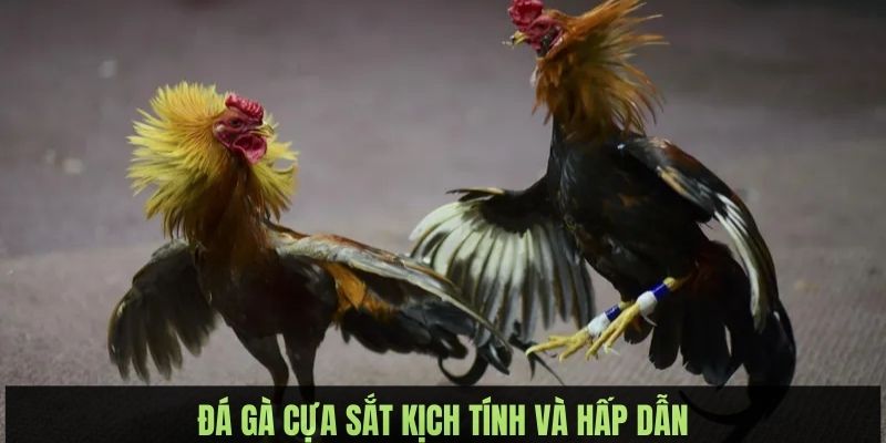 da ga 23win cua sat Đá gà cựa sắt thu hút người xem bởi sự gay cấn và hấp dẫn trong mọi tình huống