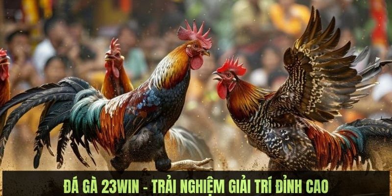 da ga 23win gioi thieu Đá gà 23WIN là điểm giải trí hàng đầu của đông đảo hội viên